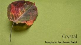  Presentation with pear - Colorful presentation design enhanced with dried-leaf-asian-pear-tree backdrop and a yellow colored foreground