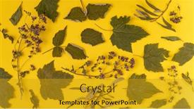  Presentation with tea collection - Cool new PPT theme with dried-leaves-and-herbs-isolated backdrop and a gold colored foreground