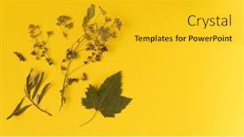  Presentation with tea collection - PPT layouts with dried-leaves-and-herbs-isolated background and a gold colored foreground