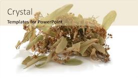  Presentation with leaves - Amazing theme having dried-linden-leaves-isolated backdrop and a lemonade colored foreground