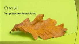  Presentation with oak tree - Audience pleasing PPT layouts consisting of dried-oak-tree-leaf-isolated backdrop and a yellow colored foreground