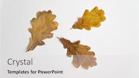  Presentation with oak tree - Presentation theme having dried-oak-tree-leaves-isolated background and a light gray colored foreground