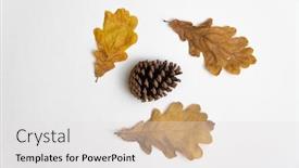  Presentation with pine cone - Theme enhanced with dried-oak-tree-leaves background and a white colored foreground