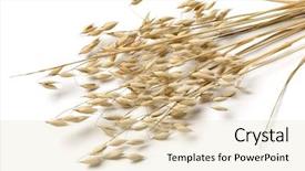  Presentation with oat - Presentation theme enhanced with dried oat seeds on white background background and a lemonade colored foreground