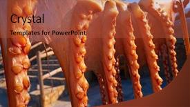  Presentation with medical spa massage outdoor balinese - PPT theme enhanced with dried octopus at mediterranean spain background and a red colored foreground