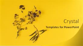  Presentation with oregano - Cool new slide deck with dried-oregano-branch-and-sea backdrop and a gold colored foreground