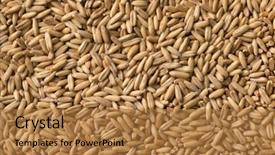  Presentation with oat - Slide deck consisting of dried organic oat seeds full background and a gold colored foreground
