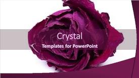  Presentation with bud - Amazing PPT theme having dried-rose-bud-isolated backdrop and a violet colored foreground