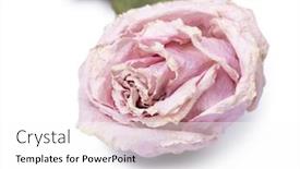  Presentation with rose flower - Colorful presentation theme enhanced with dried-rose-flower-head-isolated backdrop and a white colored foreground