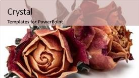  Presentation with rose flower - Colorful PPT layouts enhanced with dried rose flower head isolated backdrop and a coral colored foreground
