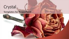  Presentation with red hibiscus rosa sinensis flower - Beautiful PPT theme featuring dried rose flower head isolated backdrop and a coral colored foreground