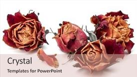  Presentation with rose flower - Presentation design consisting of dried rose flower head isolated background and a coral colored foreground