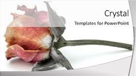  Presentation with red hibiscus rosa sinensis flower - Amazing PPT theme having dried rose flower head isolated backdrop and a white colored foreground
