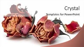  Presentation with rose flower - Amazing PPT layouts having dried rose flower head isolated backdrop and a white colored foreground