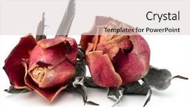  Presentation with rose flower - Colorful presentation theme enhanced with dried rose flower head isolated backdrop and a lemonade colored foreground