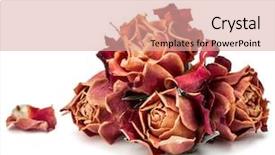  Presentation with rose flower - Audience pleasing slide set consisting of dried rose flower head isolated backdrop and a  colored foreground