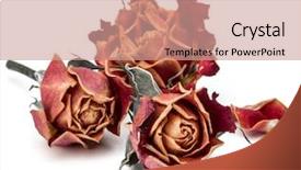 Presentation with rose flower - Colorful PPT theme enhanced with dried rose flower head isolated backdrop and a  colored foreground