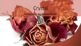  Presentation with red hibiscus rosa sinensis flower - PPT layouts having dried rose flower head isolated background and a red colored foreground