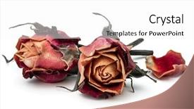  Presentation with rose flower - Colorful slide deck enhanced with dried rose flower head isolated backdrop and a white colored foreground