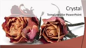  Presentation with rose flower - Colorful PPT layouts enhanced with dried rose flower head isolated backdrop and a white colored foreground