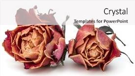  Presentation with rose flower - Slide deck with dried rose flower head isolated background and a white colored foreground