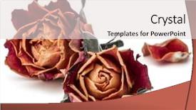  Presentation with rose flower - PPT theme consisting of dried rose flower head isolated background and a light gray colored foreground
