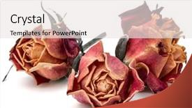  Presentation with rose flower - PPT layouts enhanced with dried rose flower head isolated background and a white colored foreground