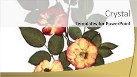  Presentation with rose flower - Theme consisting of dried-rose-flowers-and-twigs and a white colored foreground