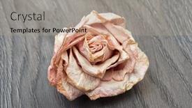  Presentation with red hibiscus rosa sinensis flower - PPT layouts consisting of dried-rose-single-dead-flower background and a coral colored foreground