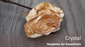  Presentation with rose flower - Beautiful PPT layouts featuring dried-rose-single-dead-flower backdrop and a  colored foreground