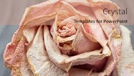  Presentation with rose flower - Slide deck with dried-rose-single-dead-flower background and a  colored foreground