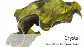  Presentation with seaweed - Colorful theme enhanced with dried seaweed kelp slice close backdrop and a white colored foreground