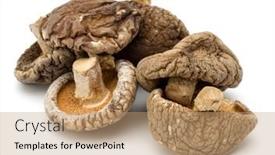  Presentation with mushroom - Presentation theme consisting of dried-shiitake-mushroom-isolated-over background and a coral colored foreground