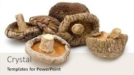  Presentation with mushroom - Cool new PPT theme with dried-shiitake-mushroom-isolated backdrop and a coral colored foreground