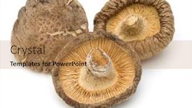  Presentation with scroll paper isolated on white - Slides having dried shiitake mushroom isolated on white background background and a coral colored foreground