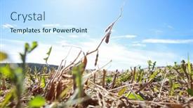  Presentation with weeds - Presentation consisting of dried-soybean-stalk background and a sky blue colored foreground