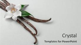  Presentation with vanilla - Audience pleasing PPT theme consisting of dried vanilla pods and flower backdrop and a light gray colored foreground