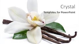  Presentation with vanilla - Amazing PPT theme having dried-vanilla-sticks-and-orchid backdrop and a white colored foreground
