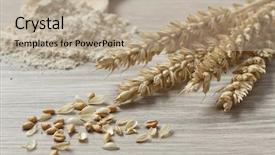  Presentation with close up fennel seed - Amazing theme having dried wheat seeds and flour backdrop and a  colored foreground