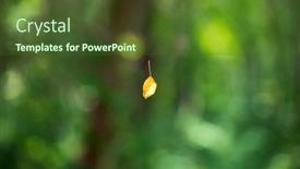  Presentation with spider web - Presentation design consisting of dried-yellow-leaf-hanging background and a tawny brown colored foreground