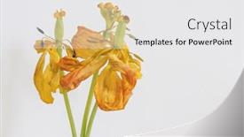  Presentation with tulip - Amazing presentation having dried-yellow-tulip-flowers-close backdrop and a white colored foreground
