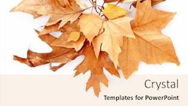  Presentation with maple leaves - Presentation design featuring drift of dry maple leaves on white background close up background and a lemonade colored foreground