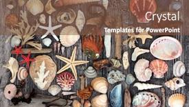  Presentation with rustic wood - Presentation design consisting of driftwood-seashell-seaweed-pebble-abstract background and a tawny brown colored foreground