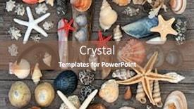  Presentation with wood rustic - Amazing presentation design having cockle - driftwood seashells pebbles and seaweed backdrop and a violet colored foreground