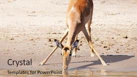  Presentation with nilgai antelope - PPT theme featuring drinking-antelope-chobe-n-p background and a coral colored foreground