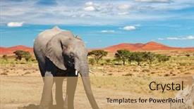  Presentation with savanna - Cool new theme with drinking elephant in african savanna backdrop and a coral colored foreground
