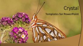  Presentation with purple butterfly - Presentation enhanced with beautiful gulf fritillary butterfly drinking background and a gold colored foreground