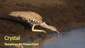  Presentation with benefits of drinking water - Presentation theme enhanced with drinks nature - portrait of a kori bustard background and a tawny brown colored foreground