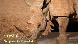  Presentation with square - Slides consisting of drinks nature - white square-lipped rhinoceros ceratotherium simum background and a  colored foreground