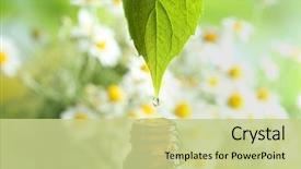  Presentation with essential oil - Cool new theme with dripping chamomile essential oil backdrop and a mint green colored foreground